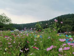 -武陵山森林公园