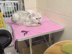 -北京观赏动物医院·24小时大型综合·猫专科·异宠专科