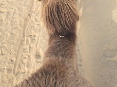 -银肯塔拉沙漠生态旅游景区