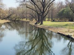 -上海共青森林公园