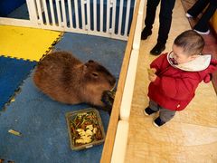 -廊坊固安福朋喜来登酒店