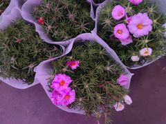 -花鸟鱼虫鲜花绿植市场(玉泉路店)