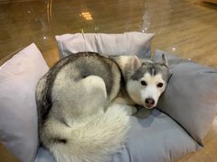 -Husky Go! 哈士奇体验馆·宠物咖啡厅狗咖
