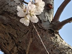 -桃花堤公园