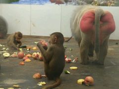 -西安秦岭野生动物园