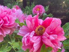 -洛阳市隋唐城遗址植物园