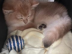 -欣宠猫屋·矮脚拿破仑·蓝金金渐层