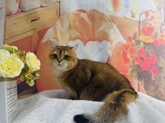 -爱洗澡的猫(望京店)