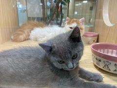 -屋虎猫馆(宝安大仟里店)