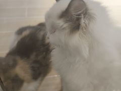 -momokira米努特·德文卷毛猫·棉花面纱犬
