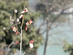 -原乡芦茨咖啡