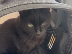 -艾贝尔宠物医院·24H转诊中心·肿瘤猫专科(江宁双龙店)