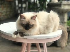 -喵屿·大理花园猫咖