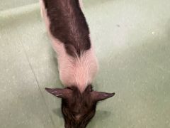 -藦茜花园宠物主题亲子互动体验馆(国顺东路店)