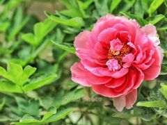 -国家植物园