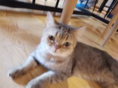-万小咖.猫咖(中山路天虹店)