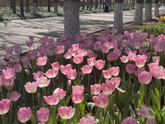 -上海鲜花港