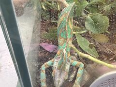 -上海大自然野生昆虫馆(东方明珠·爬宠昆虫探索中心)