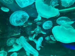 -海合安成都极地海洋公园