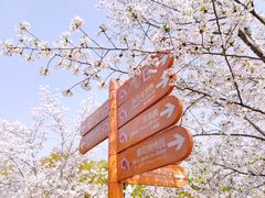-顾村公园