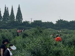 -金谷域澳洲庄园