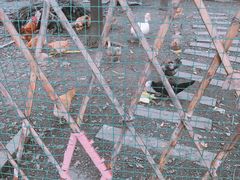 -田园东方蜜桃村的田野营地