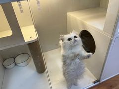 -十月米努特矮脚猫舍