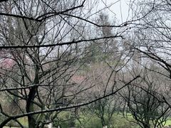-杭州植物园