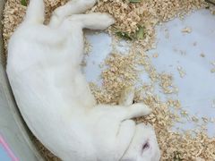 -坂田天虹