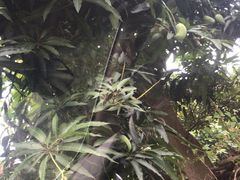 -大屏嶂森林公园