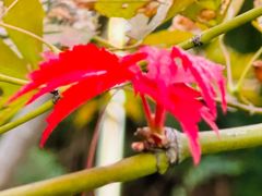 -重庆市江北嘴中央商务区中央公园