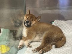 -川風侠·融合新川菜(镇江京口吾悦店)