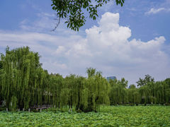 -桂湖森林公园