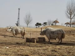 -北京野生动物园