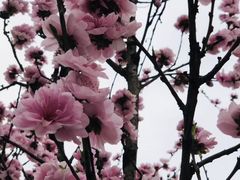 -武汉大学-樱园