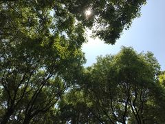 -重庆市江北嘴中央商务区中央公园