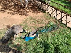 -昆明动物园