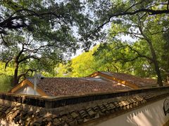 -上海佘山国家森林公园天马山园