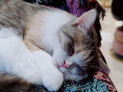 -平行世界·猫咖(首经贸店)