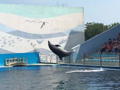 -秦皇岛乐岛海洋王国