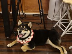 -豆柴町-柴犬主题狗咖(红鼎国际C座店)