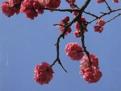 -梅花山(明孝陵内)