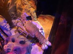 -悉尼海洋生物水族馆