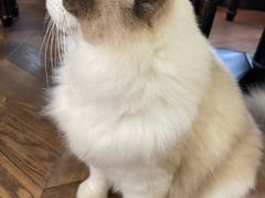-蓝鲸·缅因猫舍