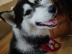 -Husky Go! 哈士奇体验馆·宠物咖啡厅狗咖