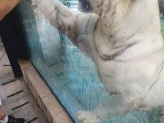 -灵玲国际马戏城