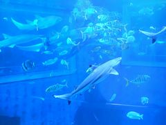 -太平洋海底世界