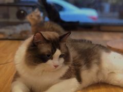 -啵啵喵·猫咖(攀华国际店)