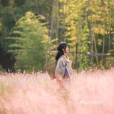 江浙沪的小京都｜无锡灵山小镇拈花湾梵天花海拍照功略