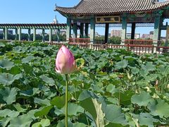-莲花池公园
